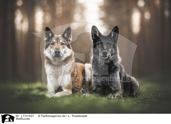 Wolfhunde / LT-01457