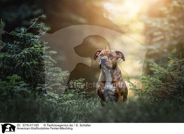 American-Staffordshire-Terrier-Mischling / STS-01185