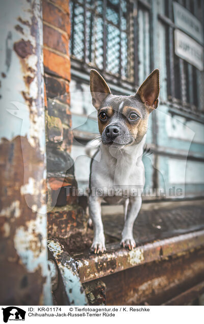 Chihuahua-Jack-Russell-Terrier Rde / male Chihuahua-Jack-Russell-Terrier / KR-01174