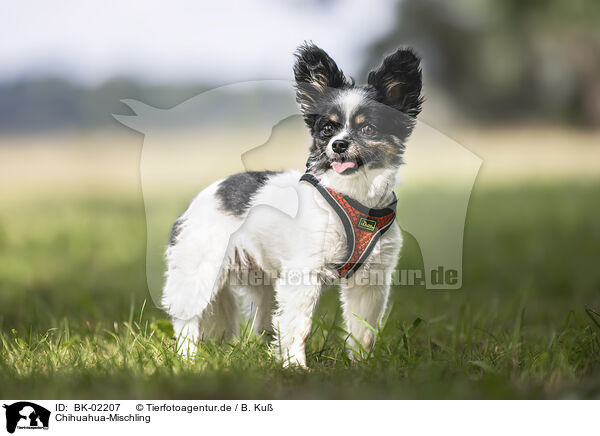 Chihuahua-Mischling / Chihuahua-Mongrel / BK-02207