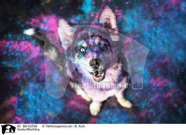 Husky-Mischling / Husky-Mongrel / BK-02566