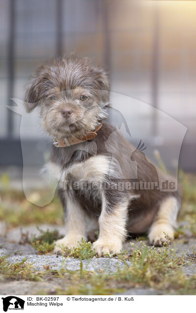 Mischling Welpe / mongrel puppy / BK-02597