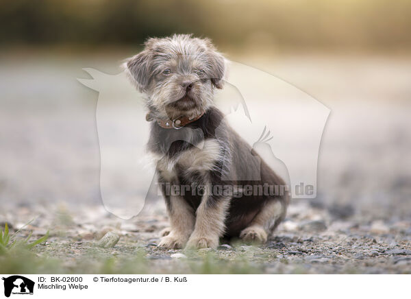 Mischling Welpe / mongrel puppy / BK-02600