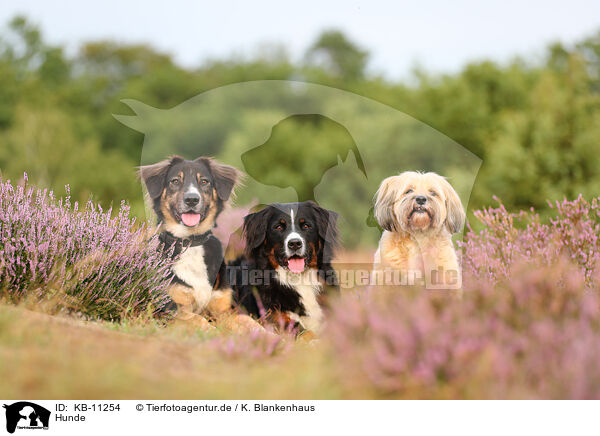 Hunde / dogs / KB-11254