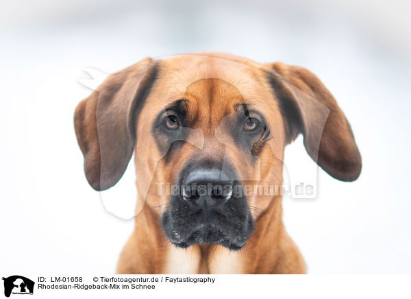 Rhodesian-Ridgeback-Mix im Schnee / LM-01658