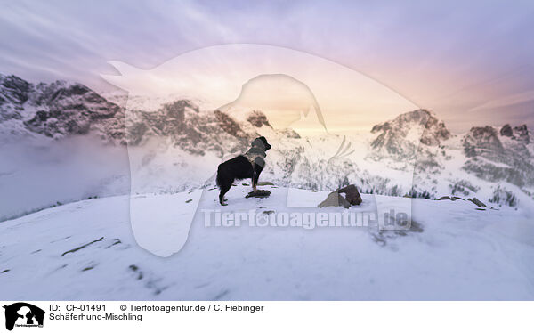 Schferhund-Mischling / Shepherd-Mongrel / CF-01491