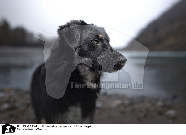 Schferhund-Mischling / CF-01494