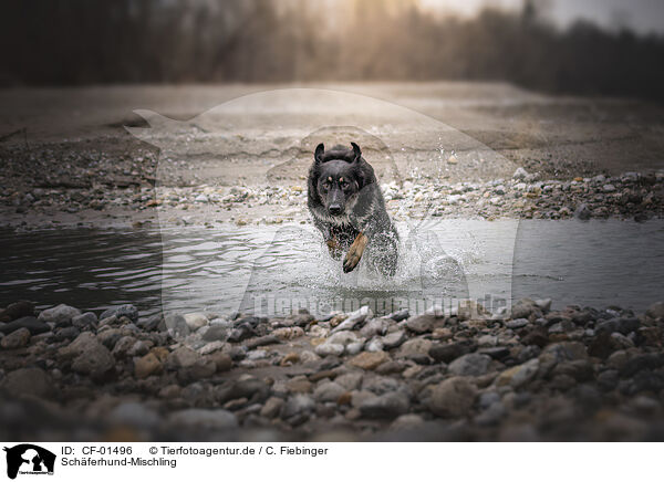 Schferhund-Mischling / CF-01496
