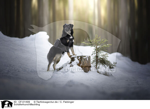 Schferhund-Mischling / CF-01499