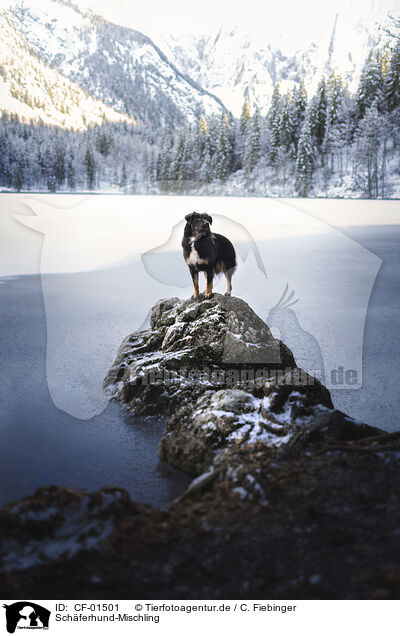 Schferhund-Mischling / Shepherd-Mongrel / CF-01501