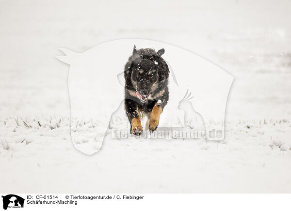 Schferhund-Mischling / CF-01514