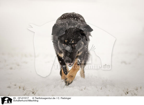 Schferhund-Mischling / Shepherd-Mongrel / CF-01517