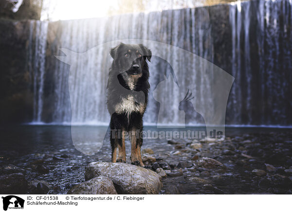 Schferhund-Mischling / Shepherd-Mongrel / CF-01538