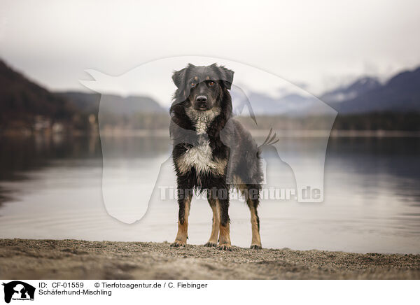 Schferhund-Mischling / CF-01559