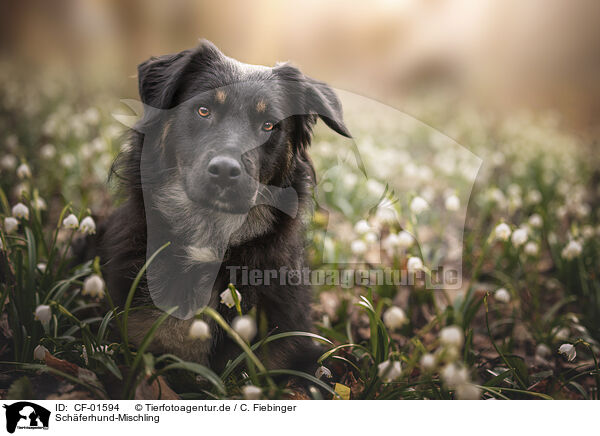 Schferhund-Mischling / CF-01594