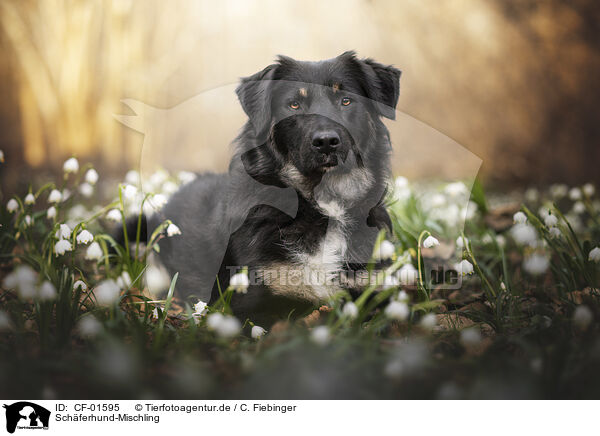 Schferhund-Mischling / Shepherd-Mongrel / CF-01595