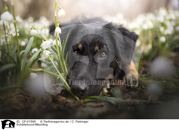 Schferhund-Mischling / Shepherd-Mongrel / CF-01599