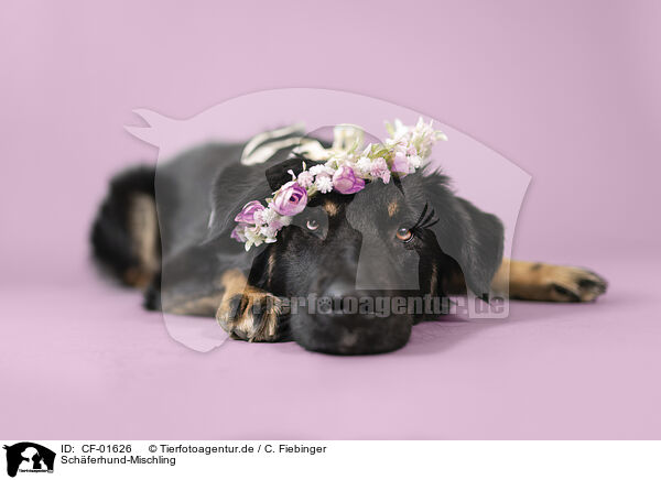 Schferhund-Mischling / Shepherd-Mongrel / CF-01626