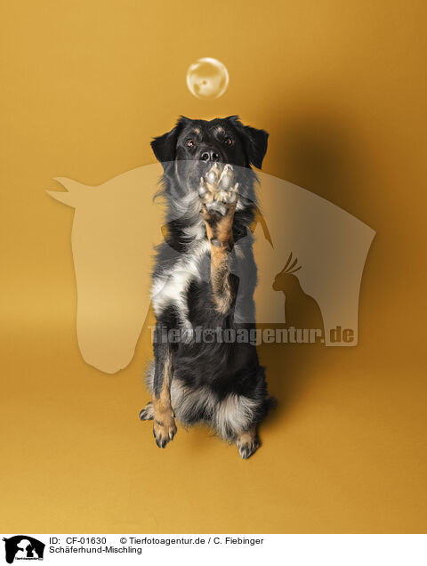 Schferhund-Mischling / Shepherd-Mongrel / CF-01630