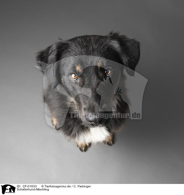 Schferhund-Mischling / Shepherd-Mongrel / CF-01633