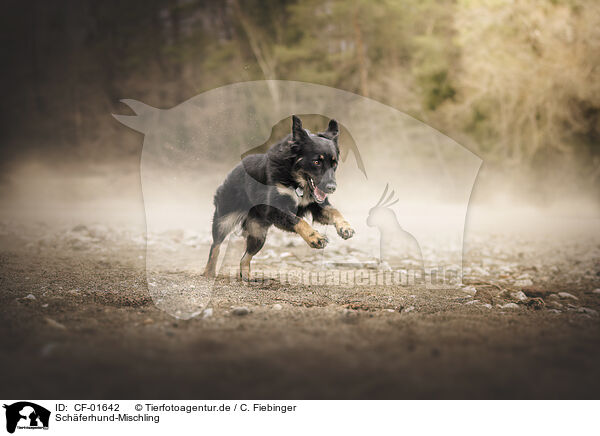 Schferhund-Mischling / Shepherd-Mongrel / CF-01642