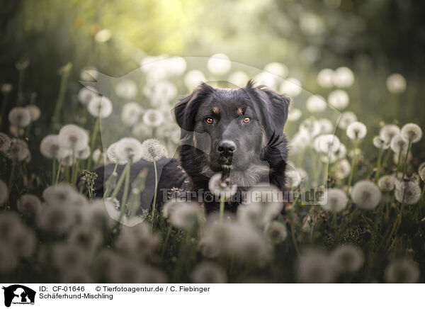 Schferhund-Mischling / Shepherd-Mongrel / CF-01646