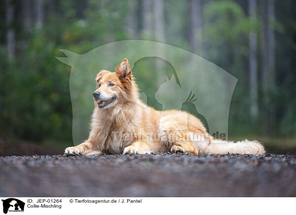 Collie-Mischling / Collie-Mongrel / JEP-01264