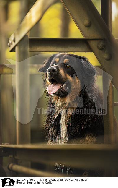 Berner-Sennenhund-Collie / Bernese-Mountain-Dog-Collie / CF-01670
