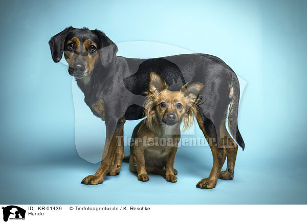 Hunde / dogs / KR-01439