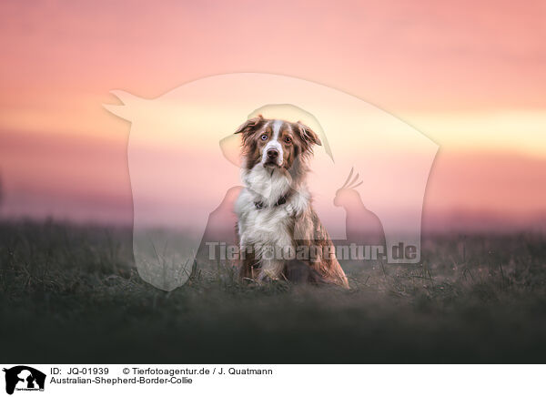 Australian-Shepherd-Border-Collie / Australian-Shepherd-Border-Collie, / JQ-01939