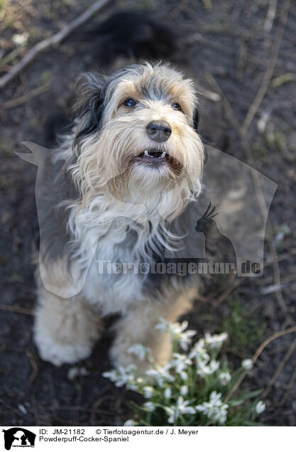 Powderpuff-Cocker-Spaniel / Powderpuff-Cocker-Spaniel / JM-21182