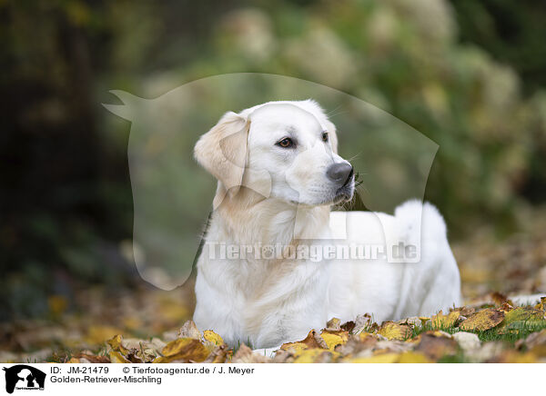 Golden-Retriever-Mischling / Golden-Retriever-Mongrel / JM-21479