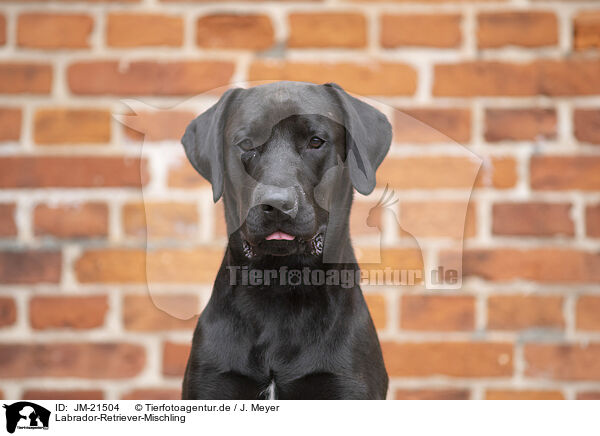 Labrador-Retriever-Mischling / Labrador-Retriever-Mongel / JM-21504