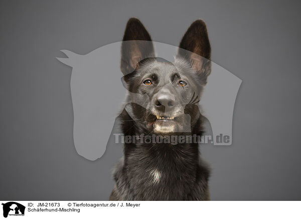 Schferhund-Mischling / Shepherd-Mongrel / JM-21673