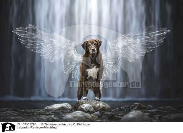 Labrador-Retriever-Mischling / CF-01781