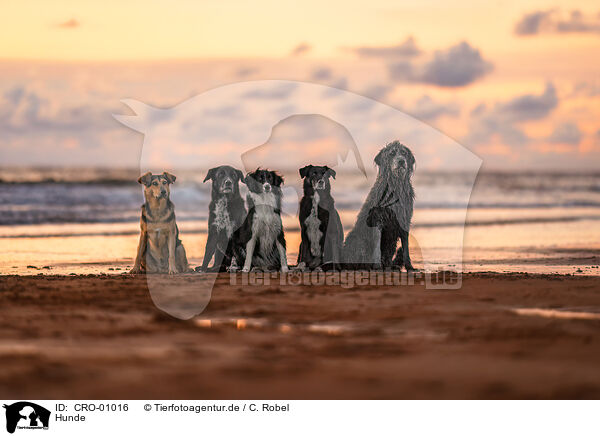 Hunde / dogs / CRO-01016