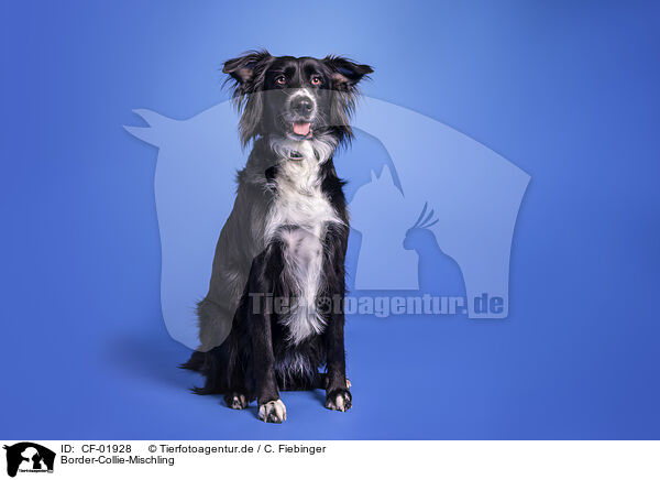 Border-Collie-Mischling / Border-Collie-Mongrel / CF-01928