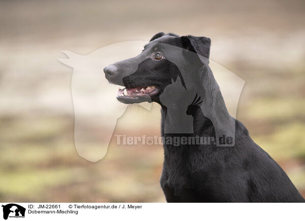 Dobermann-Mischling / Doberman-Pinscher-Mongrel / JM-22661