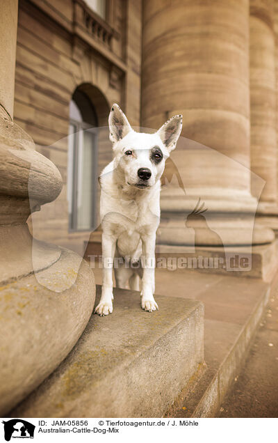 Australian-Cattle-Dog-Mix / Australian-Cattle-Dog-Mongrel / JAM-05856