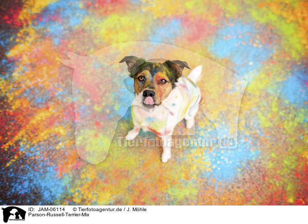 Parson-Russell-Terrier-Mix / Parson-Russell-Terrier-Mongrel / JAM-06114