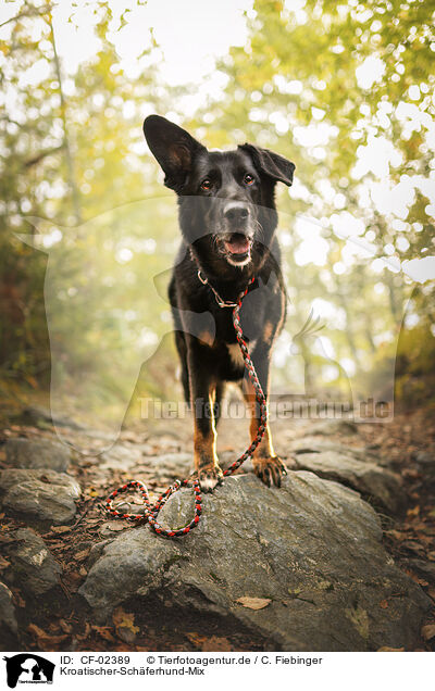 Kroatischer-Schferhund-Mix / Croatian-Shepherd-Mongrel / CF-02389