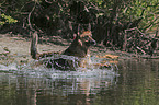 Deutscher-Schferhund-Mischling