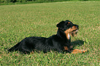 liegender Dackel-Schnauzer-Mischling