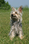 sitzender Yorkshire-Terrier-Mischling