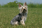 sitzender Yorkshire-Terrier-Mischling