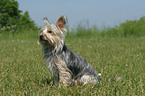 sitzender Yorkshire-Terrier-Mischling