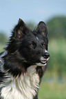 Collie-Mischling