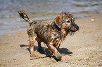 Jagdterrier-Dackel-Mischling