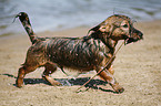 Jagdterrier-Dackel-Mischling