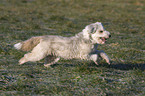 rennender Tibet-Terrier-Sheltie-Mischling